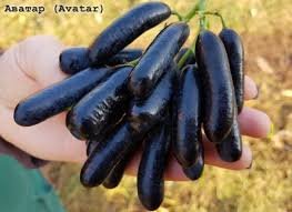 Top 5 Avatar